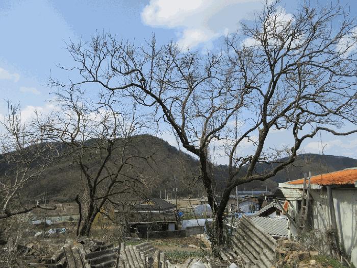 전라남도 화순군 한천면 한계리 287 전 경매 사진 13