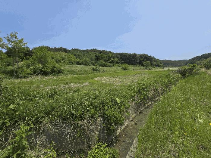 강원특별자치도 고성군 현내면 죽정리 253 답 경매 사진 2