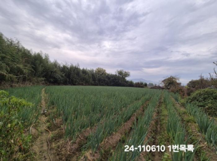 부산광역시 강서구 대저1동 806-6 답 경매 사진 10