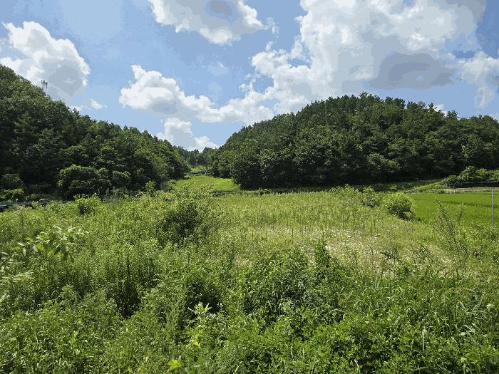 충청남도 금산군 제원면 천내리 915 답 경매 사진 3