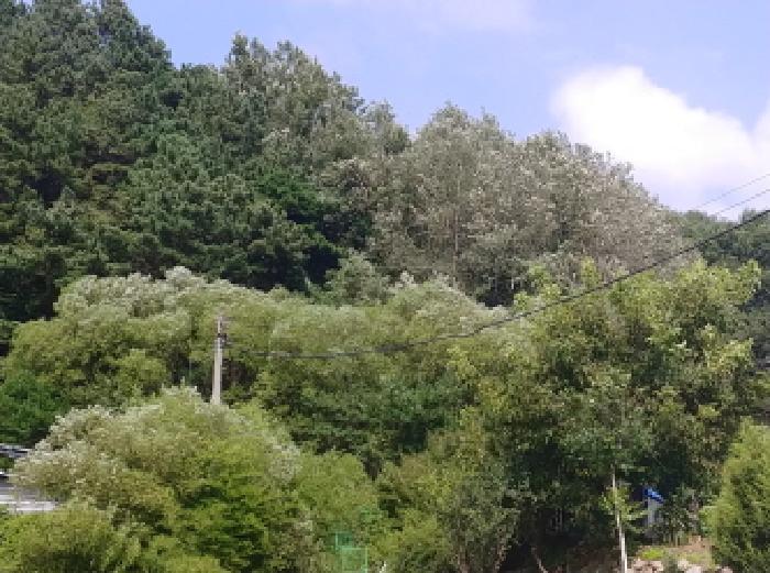 충청남도 금산군 남이면 성곡리 268 답 경매 사진 13