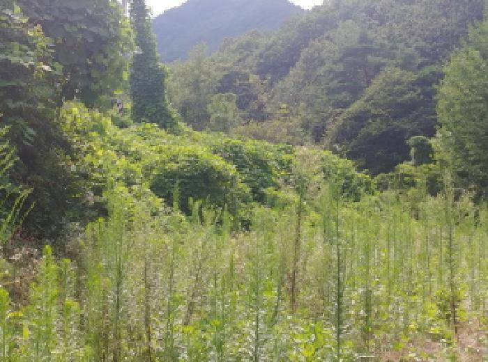 충청남도 금산군 남이면 성곡리 268 답 경매 사진 19