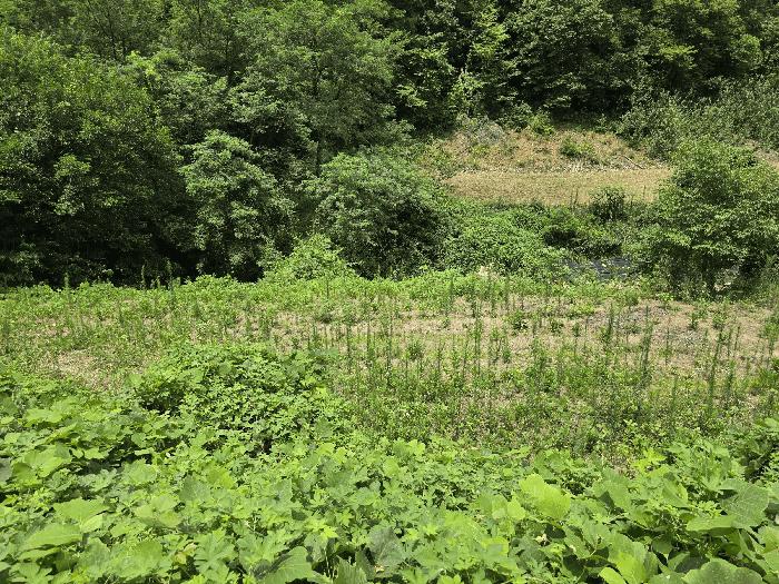 충청남도 금산군 남이면 성곡리 268 답 경매 사진 2