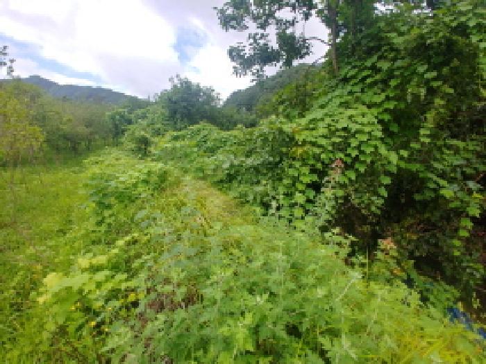 충청남도 금산군 진산면 읍내리 368-7 답 경매 사진 10