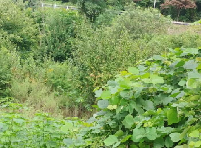 충청남도 금산군 진산면 읍내리 368-7 답 경매 사진 13