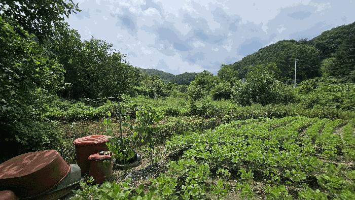 충청남도 금산군 진산면 읍내리 368-7 답 경매 사진 2
