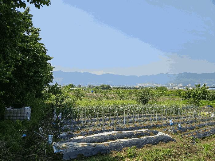 경상남도 김해시 진례면 담안리 518 전 경매 사진 3