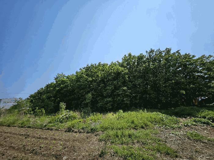 경상남도 김해시 진례면 담안리 518 전 경매 사진 6