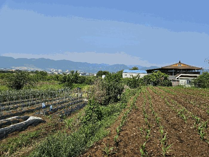 경상남도 김해시 진례면 담안리 518 전 경매 사진 7