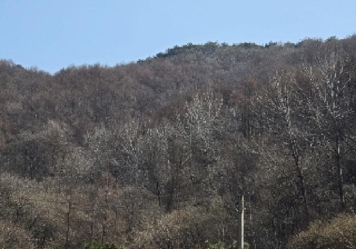 충청북도 충주시 살미면 향산리 산72-1 임야 경매 사진 9