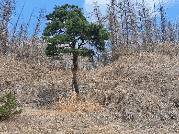 충청북도 음성군 금왕읍 내송리 70-16 임야 경매 사진 2