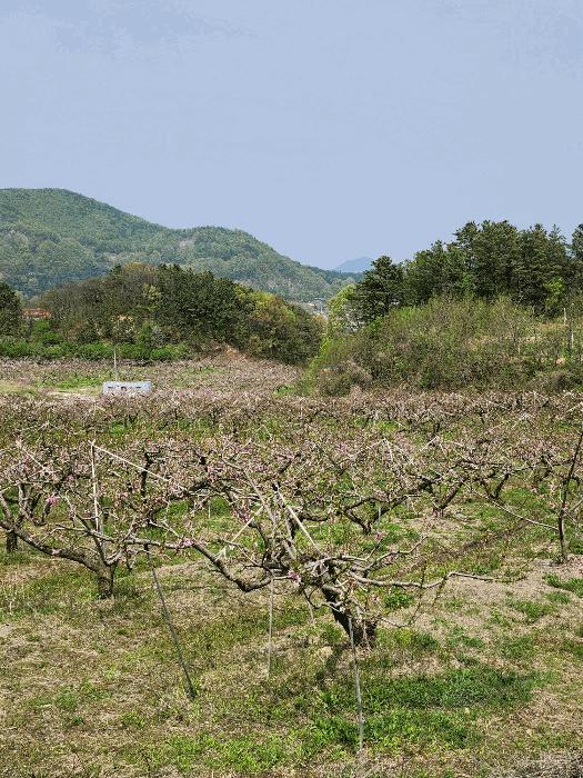 충청북도 충주시 앙성면 능암리 597 전 경매 사진 13