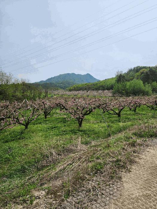 충청북도 충주시 앙성면 능암리 597 전 경매 사진 17