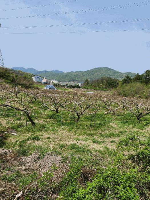 충청북도 충주시 앙성면 능암리 597 전 경매 사진 20