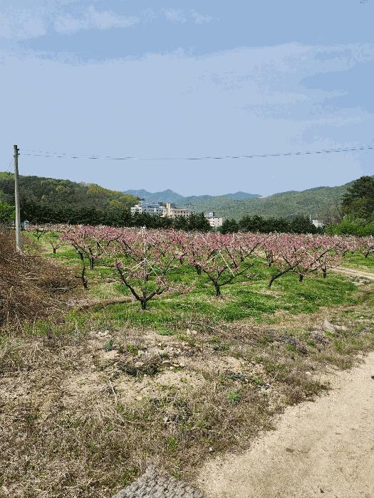 충청북도 충주시 앙성면 능암리 597 전 경매 사진 3