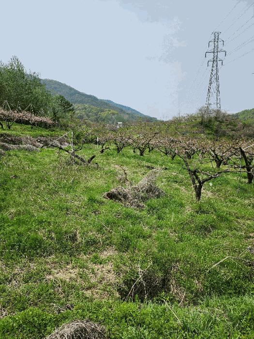 충청북도 충주시 앙성면 능암리 597 전 경매 사진 4