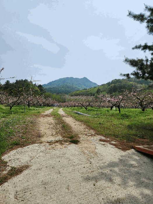 충청북도 충주시 앙성면 능암리 597 전 경매 사진 9