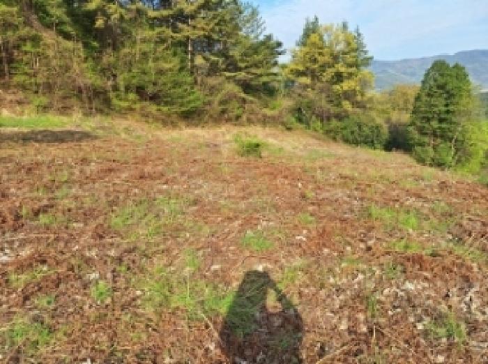 전라남도 광양시 옥룡면 추산리 1454 전 경매 사진 16