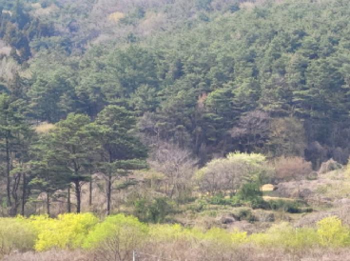 전라남도 광양시 옥룡면 추산리 1454 전 경매 사진 8