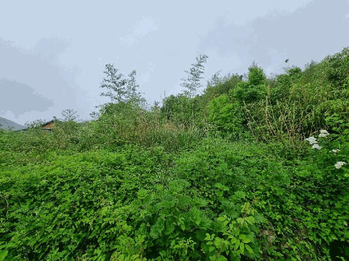 전라남도 고흥군 점암면 대룡리 486 대지 경매 사진 5