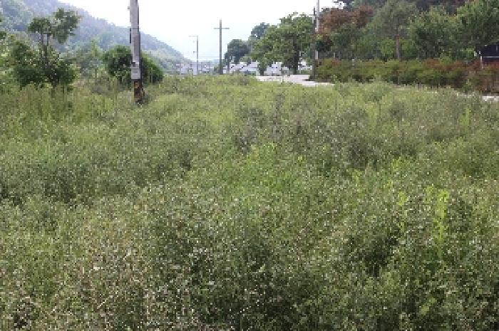 경상남도 밀양시 상남면 연금리 1463 전 경매 사진 13