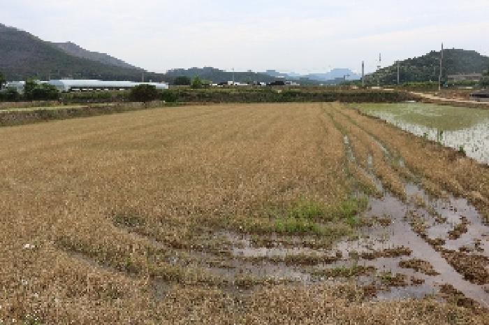 경상남도 밀양시 부북면 용지리 315-5 답 경매 사진 16