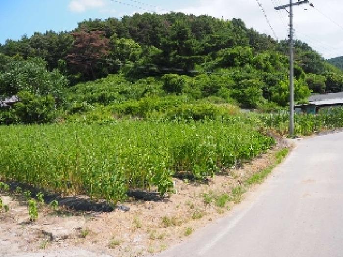 경상남도 창녕군 유어면 선소리 669-6 전 경매 사진 16