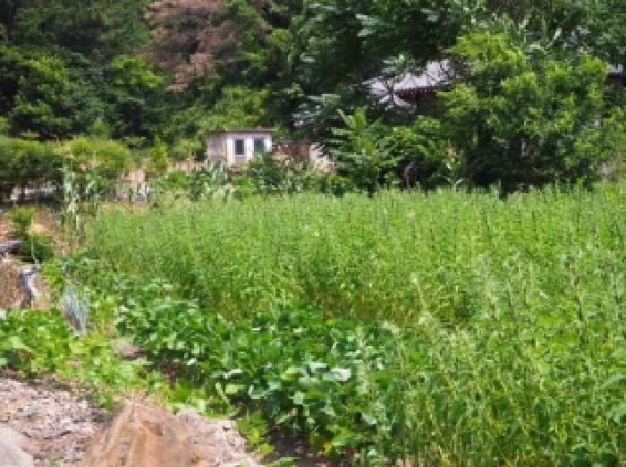 경상남도 창녕군 유어면 선소리 669-6 전 경매 사진 17