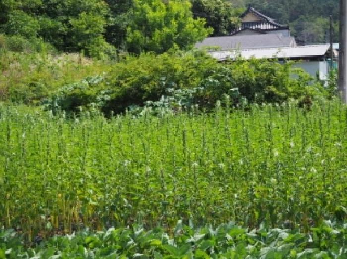 경상남도 창녕군 유어면 선소리 669-6 전 경매 사진 19