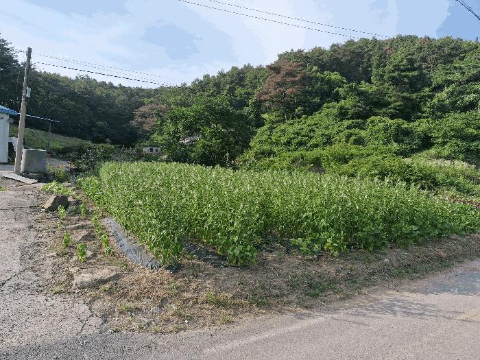 경상남도 창녕군 유어면 선소리 669-6 전 경매 사진 3