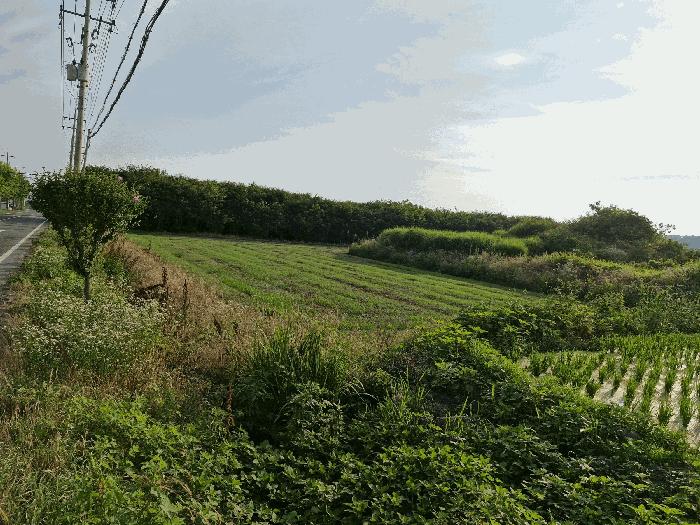 경상남도 창녕군 유어면 선소리 669-6 전 경매 사진 6