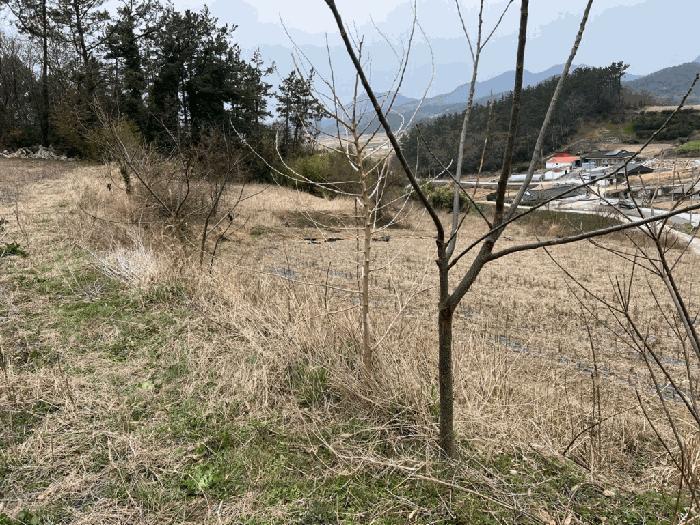 전라남도 진도군 지산면 길은리 51 전 경매 사진 4