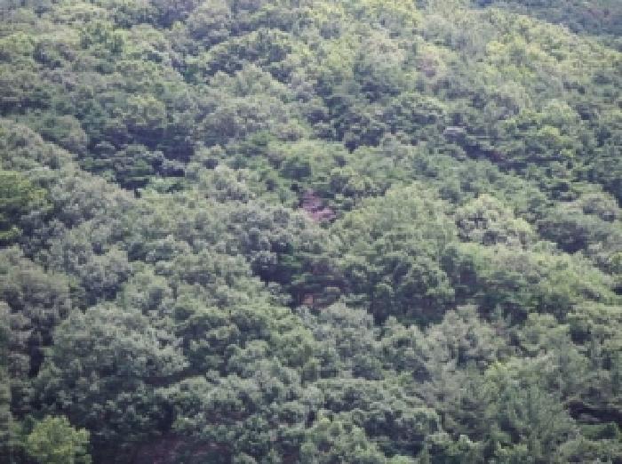 경상남도 창녕군 고암면 감리 산143-6 임야 경매 사진 4