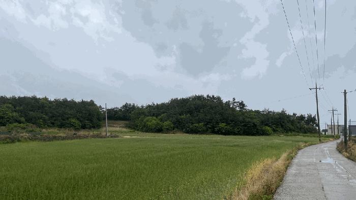 전라남도 신안군 지도읍 감정리 산496 임야 경매 사진 5