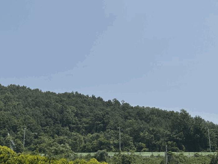전라남도 영암군 학산면 독천리 산77 임야 경매 사진 2