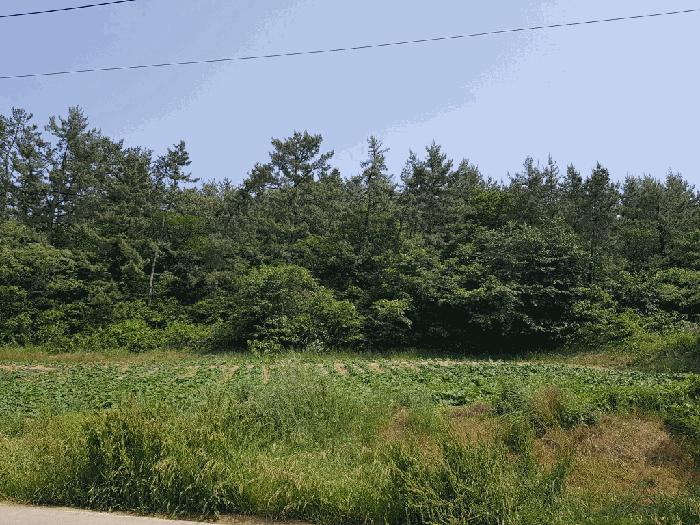 전라남도 무안군 해제면 산길리 산57-5 임야 경매 사진 5