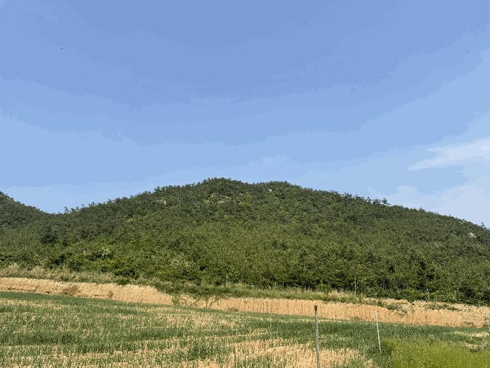 전라남도 신안군 도초면 지남리 산78 임야 경매 사진 9