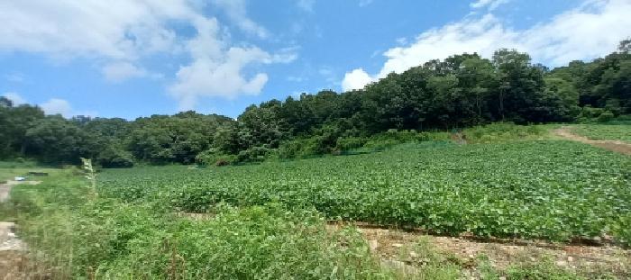 경기도 연천군 중면 횡산리 산189 임야 경매 사진 3