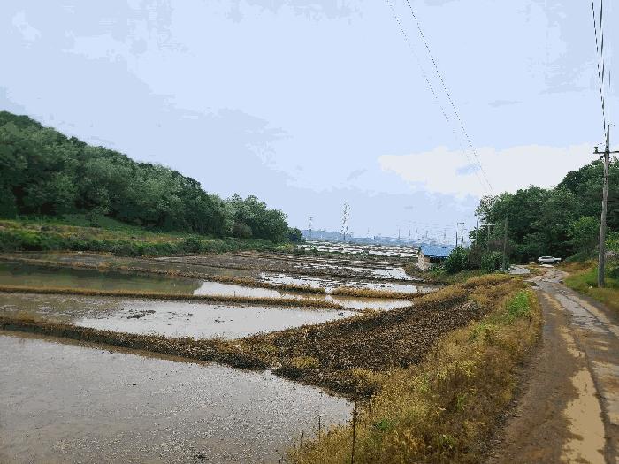 충청남도 당진시 송악읍 월곡리 375 답 경매 사진 1