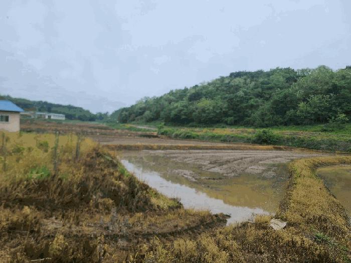 충청남도 당진시 송악읍 월곡리 375 답 경매 사진 2