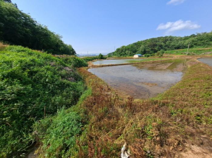 충청남도 당진시 송악읍 월곡리 375 답 경매 사진 21
