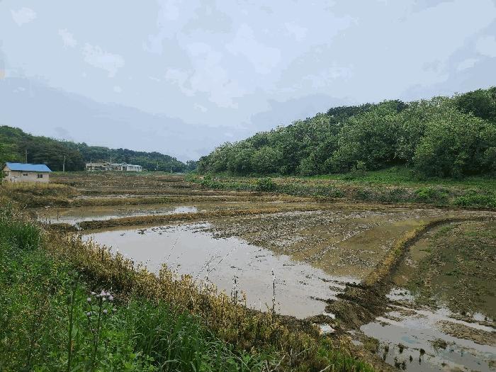 충청남도 당진시 송악읍 월곡리 375 답 경매 사진 6