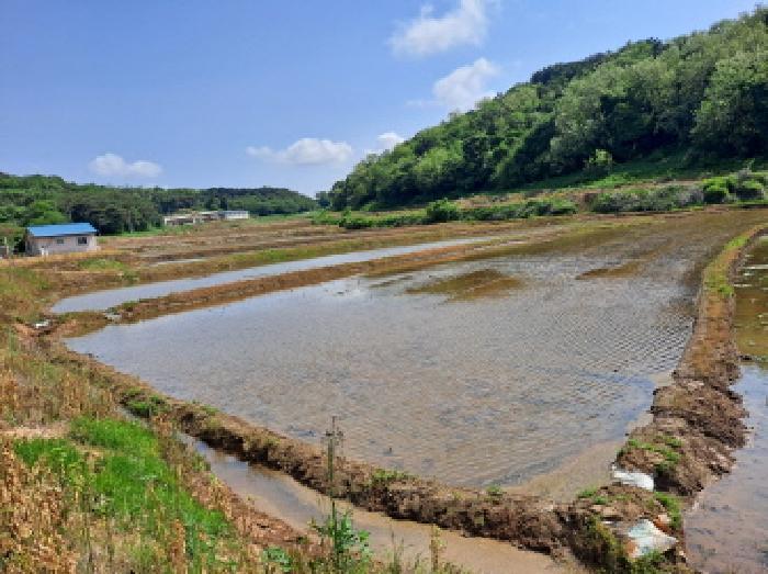 충청남도 당진시 송악읍 월곡리 379 답 경매 사진 8