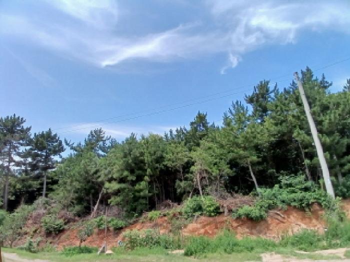 충청남도 서산시 대산읍 대로리 230-2 임야 경매 사진 10