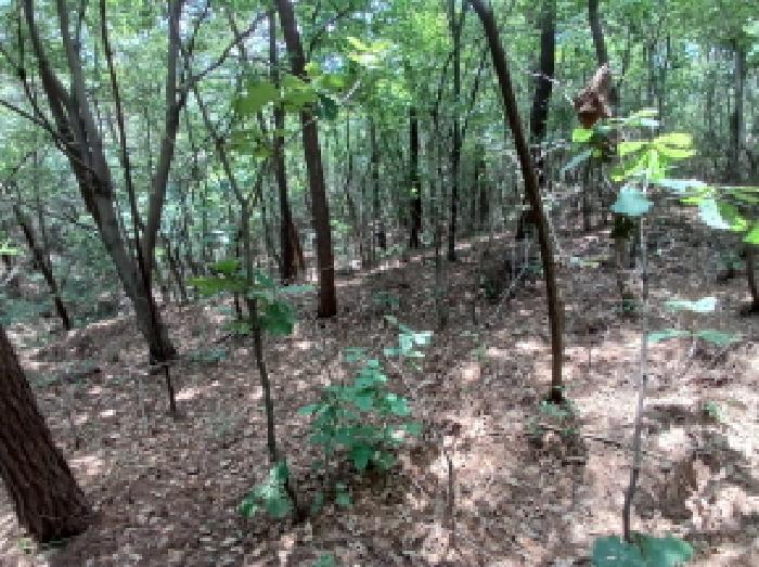 충청남도 서산시 대산읍 대로리 230-2 임야 경매 사진 16