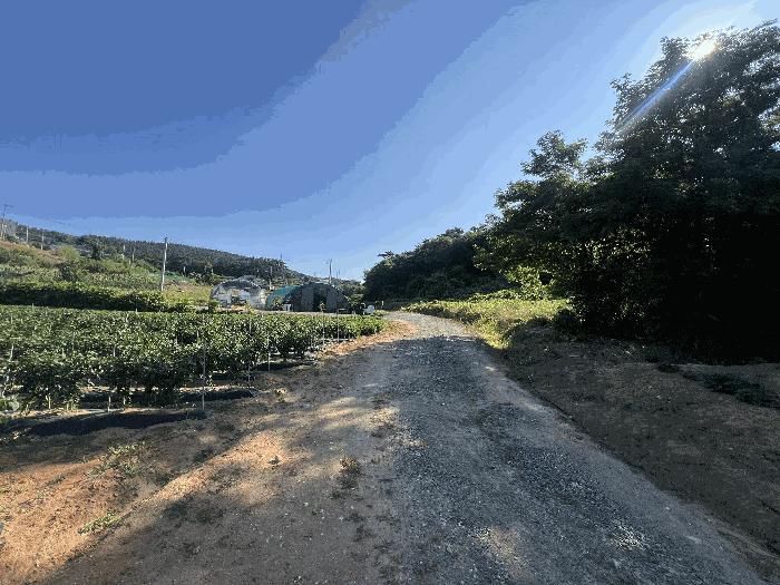 충청남도 서산시 대산읍 대로리 230-2 임야 경매 사진 8