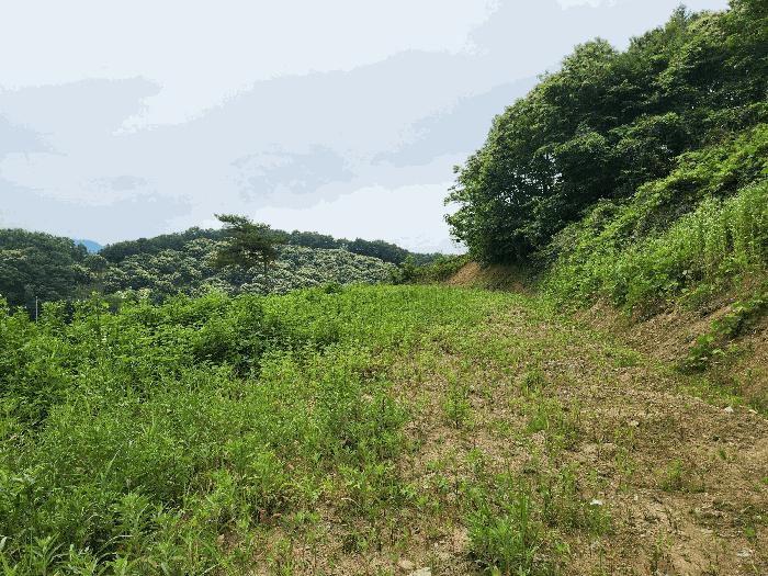 충청북도 괴산군 불정면 웅동리 산41-5 임야 경매 사진 7