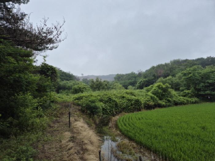 경상북도 경주시 천북면 화산리 923 답 경매 사진 3