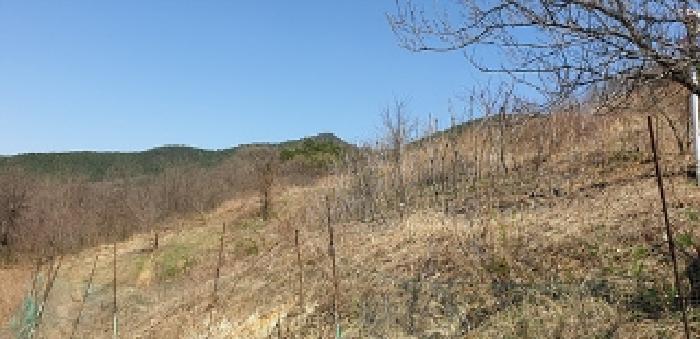 충청남도 예산군 예산읍 산성리 86-1 답 경매 사진 17