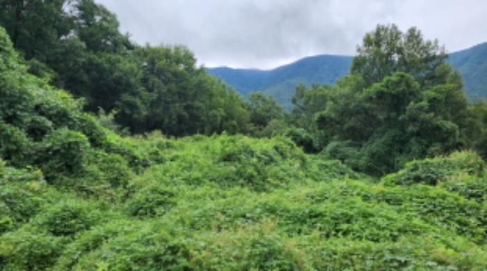 울산광역시 울주군 상북면 궁근정리 12 전 경매 사진 4